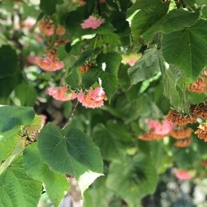 Meet your Posher, Francis